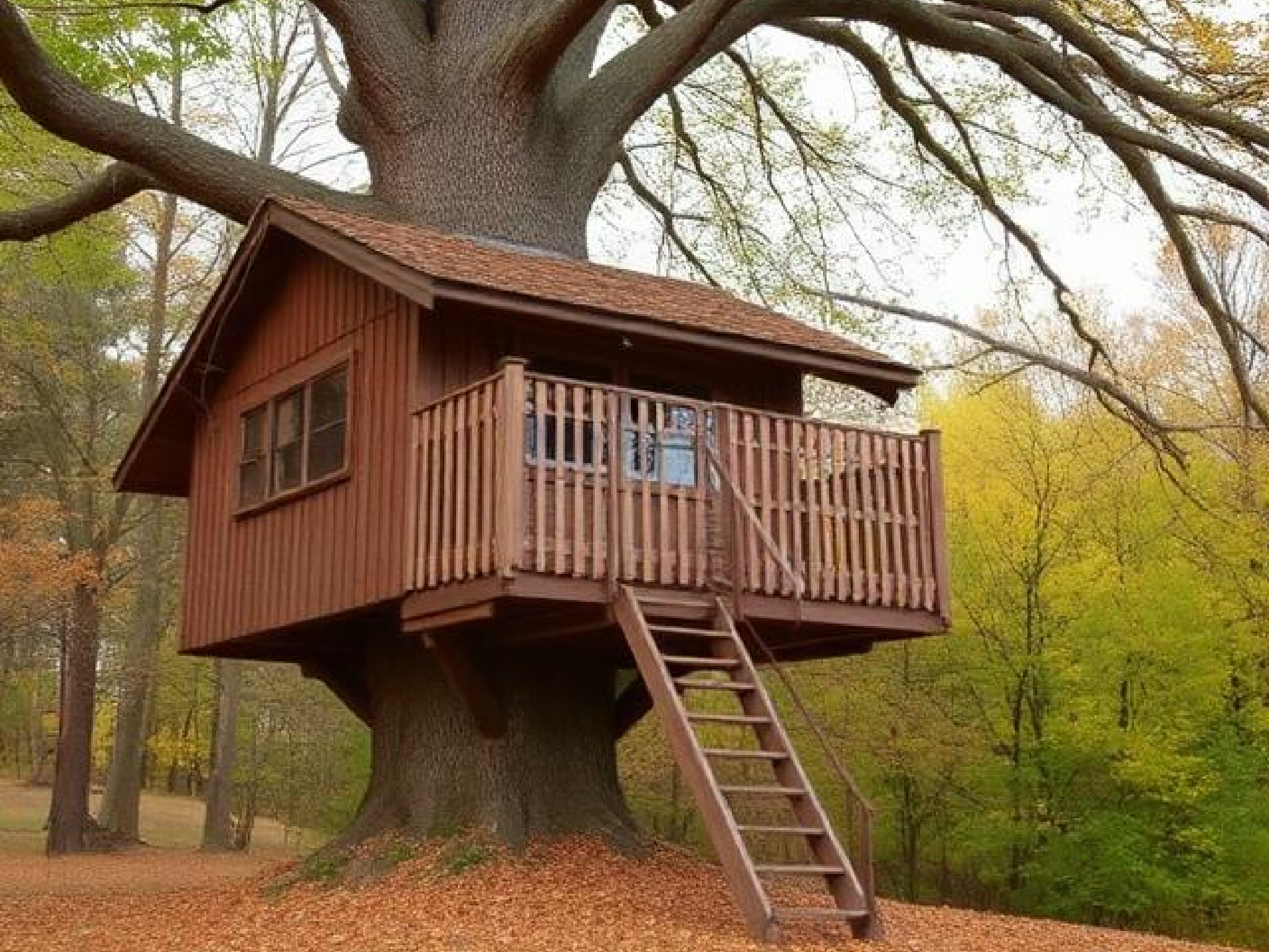 Tree House Builder